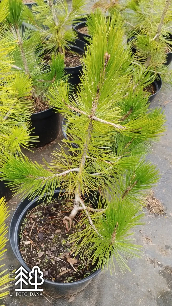 Pinus heldreichii